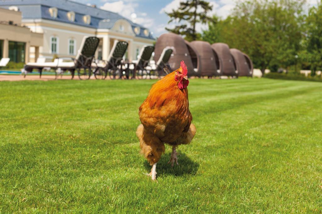 Amade Chateau Vrakúň Exteriör bild